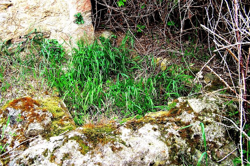 50-03.jpg - (Photo Jean-Claude Litaudon).