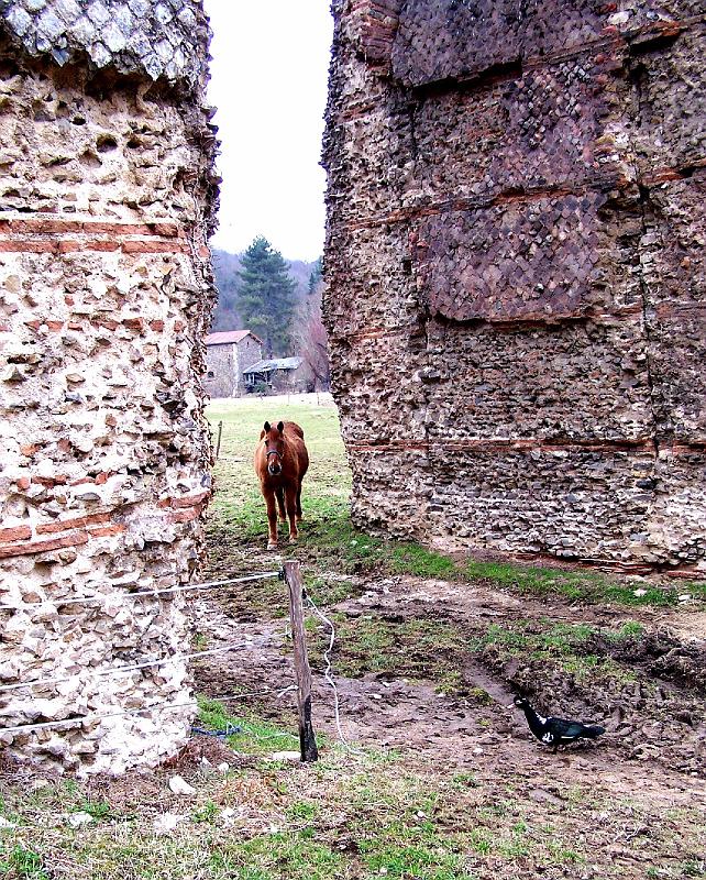 58-09.jpg - Qui est le plus curieux ? (Photo Jean-Claude Litaudon).